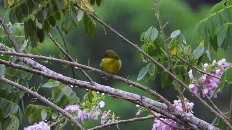 Gelbfink-Mit-Streifenschwanz,-Der-Auf-Einem-Nassen-Zweig-Eines-Blühenden-Baums-In-Santa-Marta,-Kolumbien,-Hockt-Und-Sich-Putzt