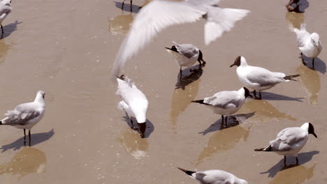 Diferentes-Especies-De-Gaviotas-Migratorias-Caminan-Y-Buscan-Algo-De-Comida-En-Las-Aguas-Fangosas-De-Bangpoo,-Una-Zona-Costera-Ubicada-Cerca-De-Bangkok,-En-Tailandia