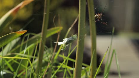 St.-Andrew&#39;s-Cross-Spider-Umhüllung-Einer-Gottesanbeterin-Im-Netz-Gefangen-Tagsüber-Sonnig-Australien-Victoria-Gippsland-Maffra