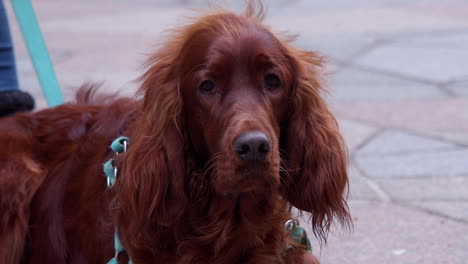 Adorable-Perro-Setter-Irlandés-En-La-Calle-Mira-Directamente-A-La-Cámara