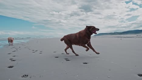 A-golden-retriever-and-a-brown-Labrador-running-on-a-beach-with-mountains-in-the-distance