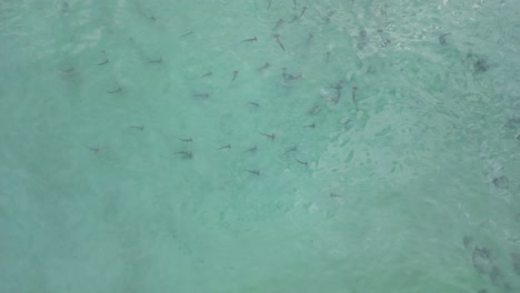 Tiburones-Martillo-En-Peligro-Crítico-De-Extinción-Cazando-Presas-En-Las-Aguas-Poco-Profundas-Del-Océano