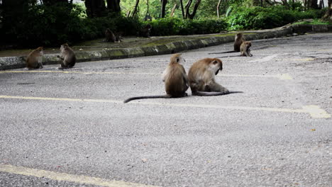 Group-Of-Long-tailed-Macaques-Sitting-And-Feeding-On-Ground-In-Kuala-Lumpur,-Malaysia
