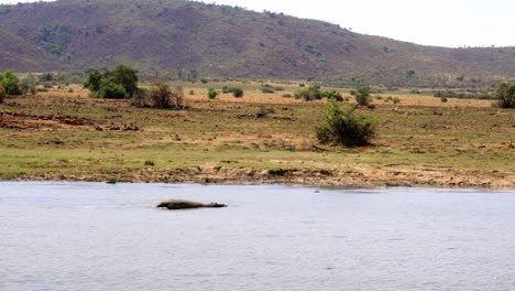 Einsames-Nilpferd-Schwimmt-Friedlich-Im-Fluss,-Afrika.-Handheld
