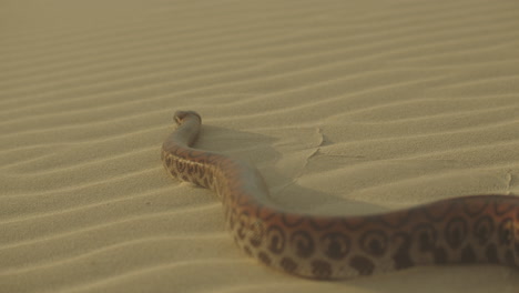 Close-Up-Of-Large-Snake-Hissing-Flicking-its-Tounge-Out-Slithering-Over-Sand-away-from-the-camera-in-Golden-Desert