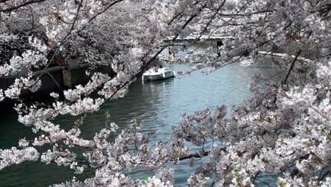 Boot-Segeln-An-Der-Ookagawa-Promenade-Yokohama-Fluss-Kirschblütenbaum-über-Wasserlandschaft-Japan