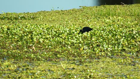 Glossy-ibis-feeding-eating-in-Florida-marsh-wetlands-with-vegetation-on-sunny-day-4k