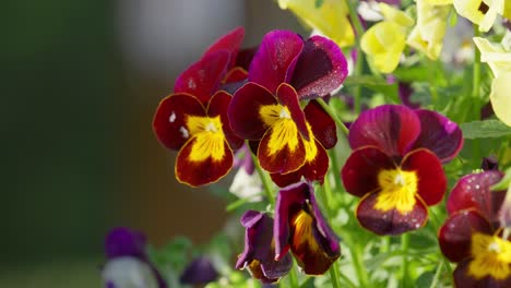 Close-up-of-Viola-plants-in-hanging-basket-in-springtime