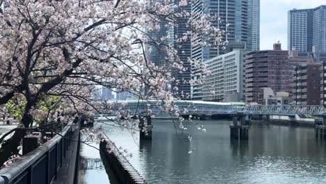 Brücke-überquert-Ookagawa-Promenade,-Yokohama-Stadtfluss,-Sakura-Kirschblütenbaumlandschaft,-Stadtbild-Von-Japan-In-Der-Innenstadt-Im-Herbst