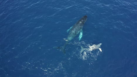 Playful-humpback-whale-calf-swims-on-back-slaps-flippers-next-to-mom,-aerial