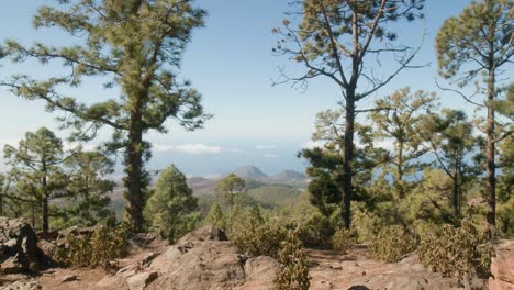 Paisaje-Rocoso-Del-Sur-De-Tenerife-Con-Bosque-De-Pinos-Verdes-Visto-Desde-Una-Vista-Rocosa-En-Primavera,-Islas-Canarias,-España