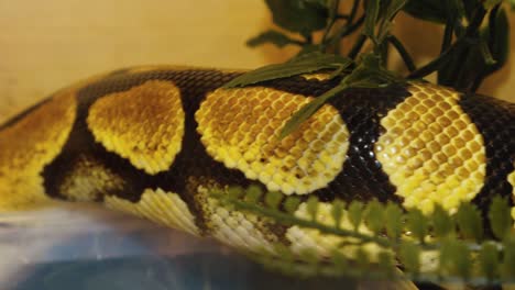 A-python-strangles-a-snake-held-by-a-man