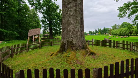 Walking-around-a-mighty-oak-tree