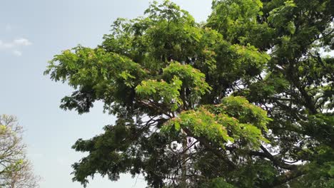 Murciélagos-Frugívoros-Colgados-De-Los-árboles-Con-Amplia-Vista-En-Kolhapur
