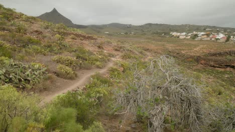 Dry-tree-in-Tenerife-rocky-landscape-with-desert-plants-growing-in-spring,-remote-village-in-background,-Canary-Islands,-Spain