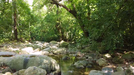 Felsiger-Fluss-Durch-Die-Grünen-Bäume-Im-Dschungel
