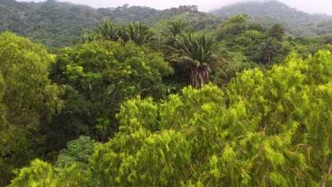 Verdes-Copas-De-Los-árboles-Meciéndose-Suavemente-En-La-Brisa-Colombiana-De-Santa-Marta,-Con-Un-Denso-Bosque-Como-Telón-De-Fondo
