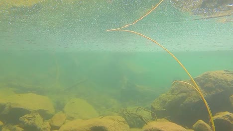 Imágenes-Del-Bosque-Nacional-Grand-Mesa-Que-Muestran-La-Orilla-De-Un-Lago-De-Montaña-En-Transición-Al-Agua-Y-Muestran-Peces-Pequeños-Y-Otras-Formas-De-Vida-Acuática-Con-Rocas-Y-Un-Fresco-Reflejo-Submarino.