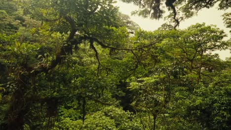 Una-Perspectiva-Giratoria-Captura-La-Exuberante-Vegetación-Del-Bosque,-Simbolizando-El-Concepto-De-Naturaleza-Prístina