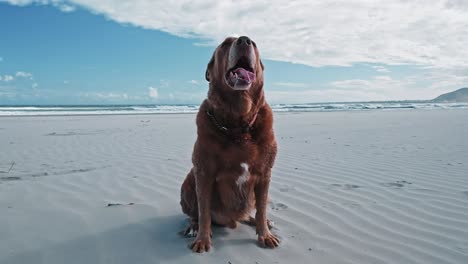 A-brown-Labrador-dog-sitting-on-a-white-sand-beach,-panting-after-a-walk