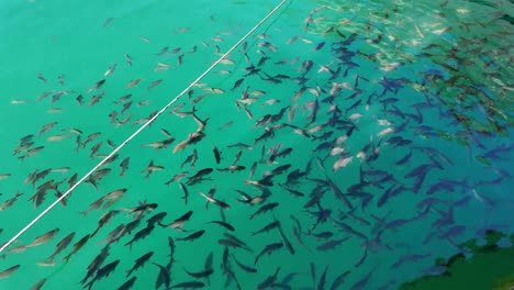 Breeding-pond-with-a-school-of-fish-swimming-near-the-surface-in-clear-water