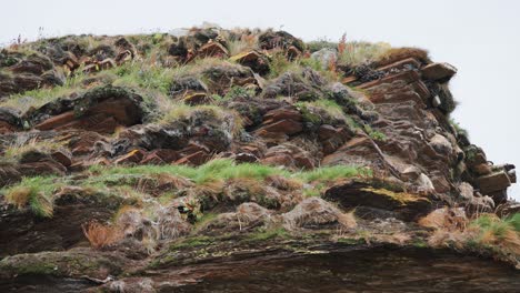 The-terrain-comprised-of-chipped-rock-is-covered-with-grass-and-dotted-with-small-flowers