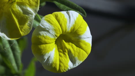 Yellow-and-white-striped-petunias,-panning-left-and-closeup