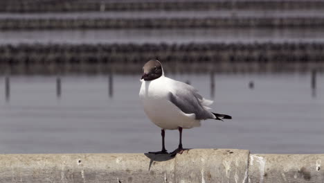 A-Black-headed-Seagull,-Chroicocephalus-ridibundus-is-perching-on-a-concrete-railing-at-Bangphu-Recreation-Center,-located-in-Samut-Prakan,-in-Thailand