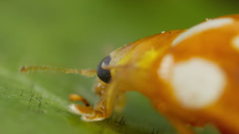 Orange-Ladybug-on-leaf-flicking-its-antennae,-close-up-focus-on-compound-eye