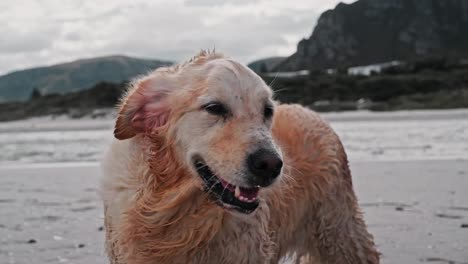 A-wet-Golden-Retriever-on-the-beach-on-a-very-cold-and-windy-day