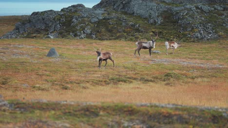 A-herd-of-reindeer-graze-in-the-Norwegian-tundra,-then-some-are-spooked-and-run-away
