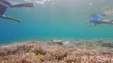 Divers-And-Sea-Turtle-Swimming-in-The-Ocean