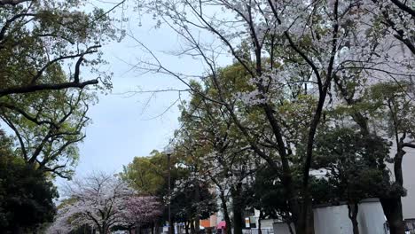 Nahaufnahme-Von-Blühenden-Sakura-Bäumen-In-Der-Japanischen-Stadt-Yokohama