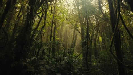 En-Medio-Del-Denso-Y-Verde-Follaje-De-La-Jungla,-Los-Imponentes-árboles-Alcanzan-El-Cielo,-Mientras-La-Tenue-Luz-Del-Sol-Se-Filtra-A-Través-Del-Dosel-De-Arriba.