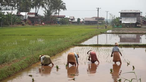 Las-Mujeres-Están-Trabajando-En-Un-Campo-De-Arroz-En-Myanmar.
