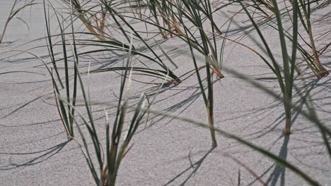 Hierba-Que-Crece-En-La-Arena-De-Las-Dunas-De-La-Playa-Soplando-Por-El-Viento.