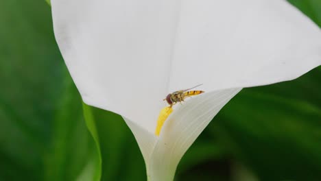 Insect-gathering-pollen-from-a-large-white-lilly-flower-in-summer