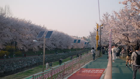 Gente-Disfrutando-Del-Día-En-El-Bosque-Ciudadano-De-Yangjae,-Admirando-Hermosas-Flores-De-Cerezo