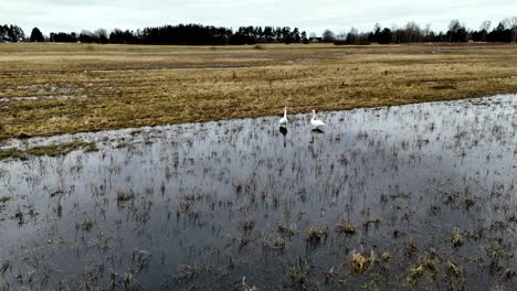 Paar-Weiße-Gänse-Im-Wässrigen-Tiefland