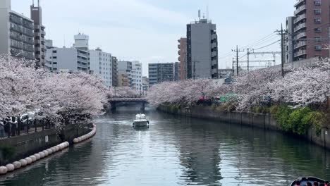 Barco-Navegando-A-Través-Del-Río-Ookagawa-Yokohama-Japón-Con-Arquitectura-Moderna-Del-Paisaje-Urbano-De-Flor-De-Cerezo