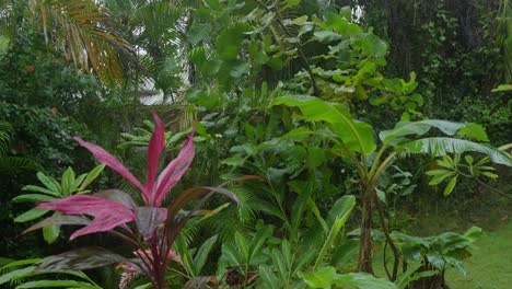 Tropische-Pflanzen-Gartenumgebung-Mit-Regentropfen