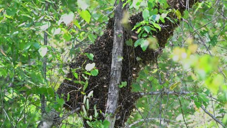 Schwarm-Honigbienen-Auf-Einem-Baum,-Der-Darauf-Wartet,-Dass-Kundschafter-Einen-Neuen-Bienenstock-Finden