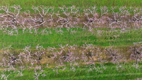 Luftaufnahme-Von-Oben-Auf-Einen-Blühenden-Obstgarten-An-Einem-Nebligen-Frühlingsmorgen,-Blüten-Mit-Tau-Bedeckt,-Neblige-Landschaft-Im-Hintergrund,-Pfirsichfarm-In-Pennsylvania,-USA