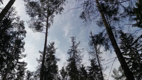 The-pine-tree-is-being-cut-down-and-falling-in-forest,-low-angle-view-against-sky