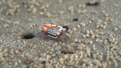 Close-up-shot-of-a-male-sand-fiddler-crab-in-its-natural-habitat,-foraging-and-sipping-minerals-on-the-sandy-tidal-flat,-feeds-on-micronutrients-and-creates-tiny-sand-balls-around-its-burrow