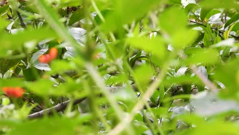 Small-bird-hiding-behind-tree-branches-with-green-leaves,-searching-for-food