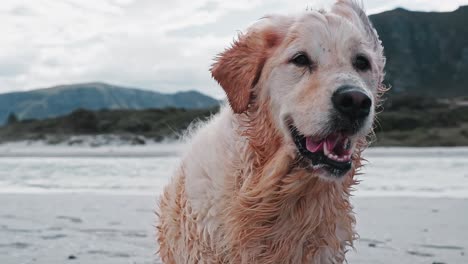 A-wet,-female-golden-retriever-dog-at-the-beach-after-a-swim-on-a-windy-and-moody-day