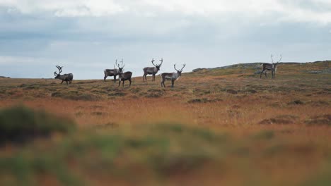 Eine-Herde-Rentiere-Grast-In-Der-Herbsttundra