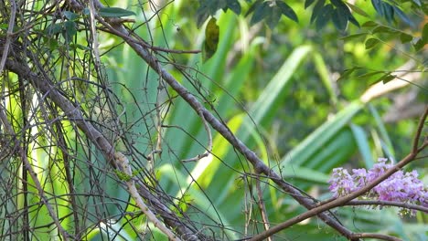 Kolibri-Schwirrt-Zwischen-Ästen-In-Den-Tropen-Und-Schlürft-Nektar