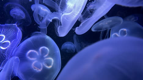 Close-Up-Translucent-Jellyfish-in-Aquarium